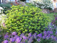 Euphorbia Craigieburn